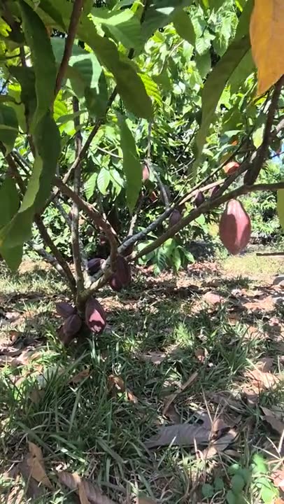 Korte video van een cacaoboom met groeiende cacaovruchten op de plantage in Jembrana, Bali